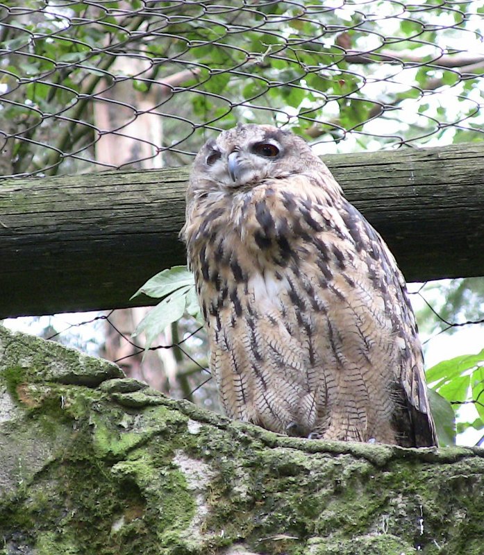 Bennas2010-0503.jpg - The Eagle Owl